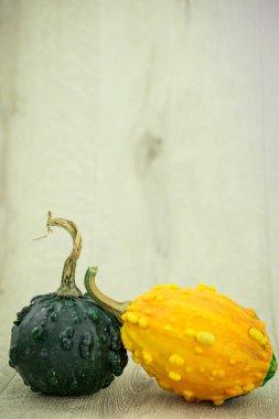 Renkli dekoratif mini balkabaklarıyla durgun yaşam kompozisyonu