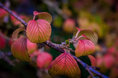 Sonbaharda şubede renk değiştirme izni 