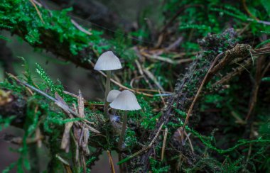 İngiltere 'de ormandaki ağaç dalları möle ve mantarlarla kaplıdır.