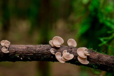 İngiltere 'de ormandaki ağaç dalları möle ve mantarlarla kaplıdır.