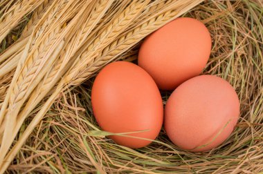 Kahverengi tavuk yumurtaları pipet yuvasında.