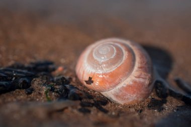 İngiltere 'de güneşli plajda deniz kabuğu
