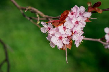 Daldaki güzel, pembe bir kiraz çiçeğinin ayrıntıları.