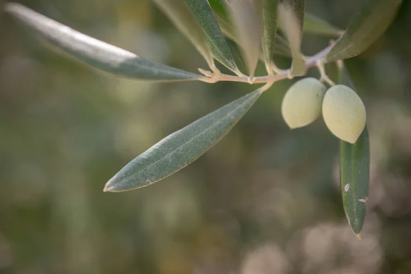 Detalj Olivträd Med Gröna Oliver — Stockfoto