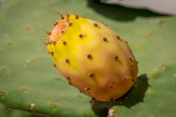 Fruta Cacto Pêra Espinhosa Comestível Pronta Para Comer — Fotografia de Stock