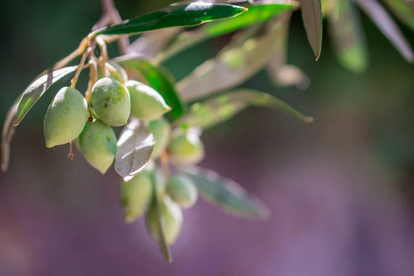 Detalj Olivträd Med Gröna Oliver — Stockfoto