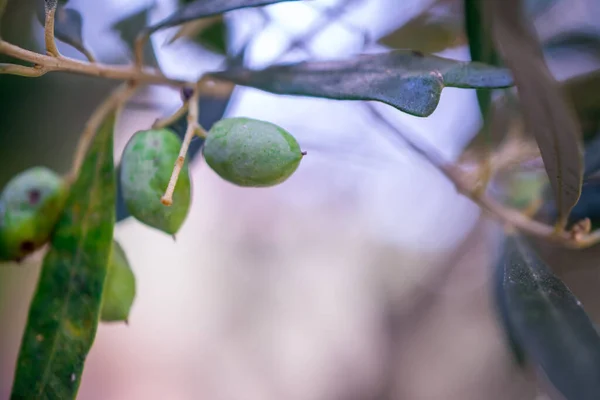 Detail Des Olivenbaums Mit Grünen Oliven — Stockfoto