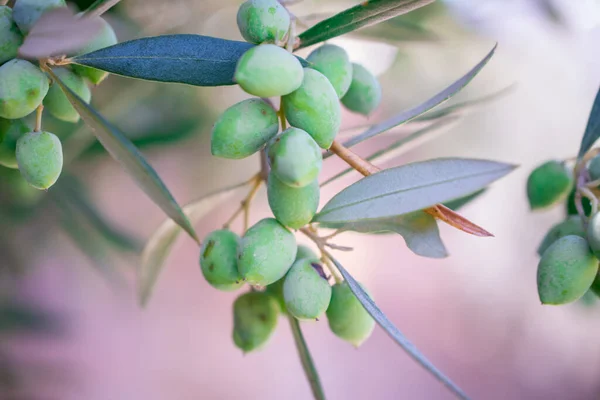 Detalj Olivträd Med Gröna Oliver — Stockfoto