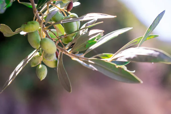 Деталь Оливкового Дерева Зеленими Оливками — стокове фото