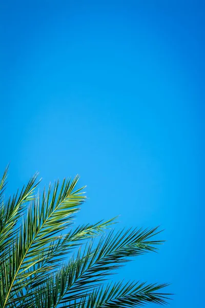 棕榈树 蓝天背景 — 图库照片