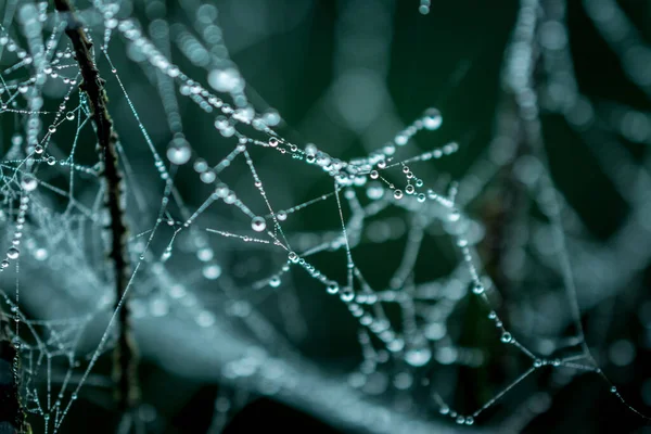 Паутина Капельками Росы Крупный План Cobweb — стоковое фото