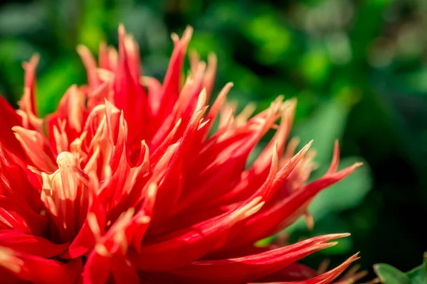 Schöne Und Frische Dhalia Blume Mit Niedlichen Blütenblättern — Stockfoto