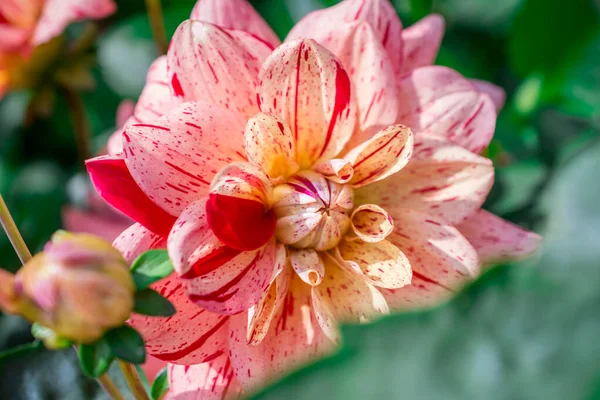 Krásná Svěží Dhalia Květina Roztomilými Okvětními Lístky — Stock fotografie