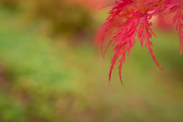 Kleur Veranderende Esdoorn Laat Herfst — Stockfoto