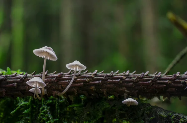 Boom Tak Het Bos Bedekt Met Moos Paddestoelen — Stockfoto