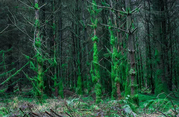森の中の木の枝は苔で覆われ — ストック写真