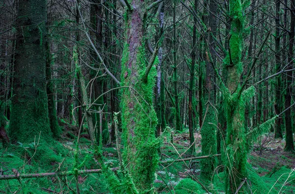 森の中の木の枝は苔で覆われ — ストック写真