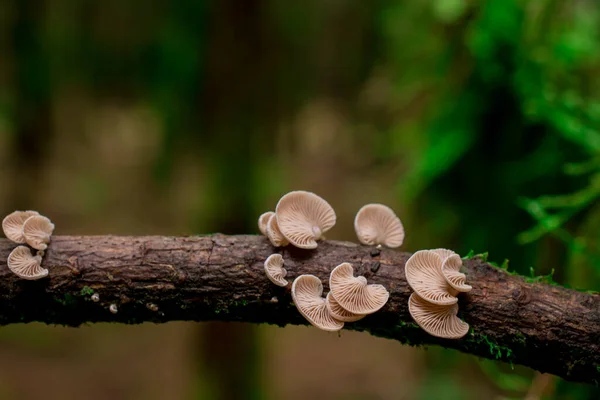 イギリスのムースとキノコに覆われた森の中の木の枝 — ストック写真