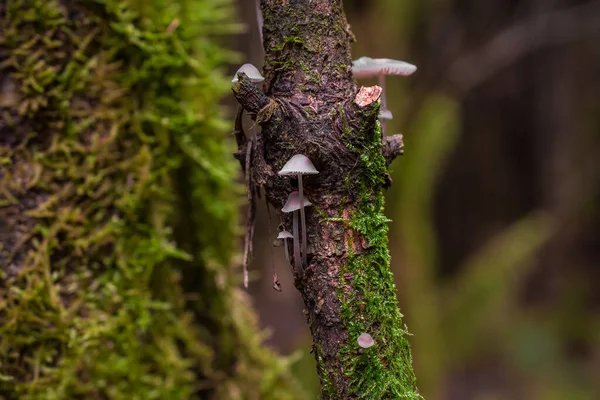 Boom Tak Het Bos Bedekt Met Moos Paddestoelen — Stockfoto