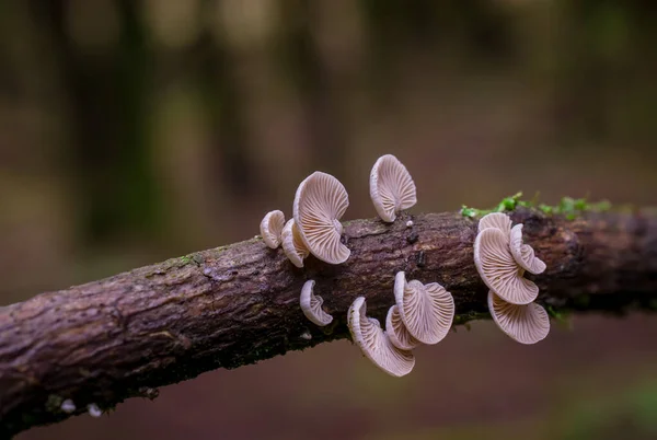 Filial Árvores Floresta Coberta Por Moos Cogumelos Reino Unido — Fotografia de Stock
