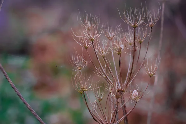 Sonbaharda Kurumuş Bir Çiçeğin Fotoğrafı — Stok fotoğraf