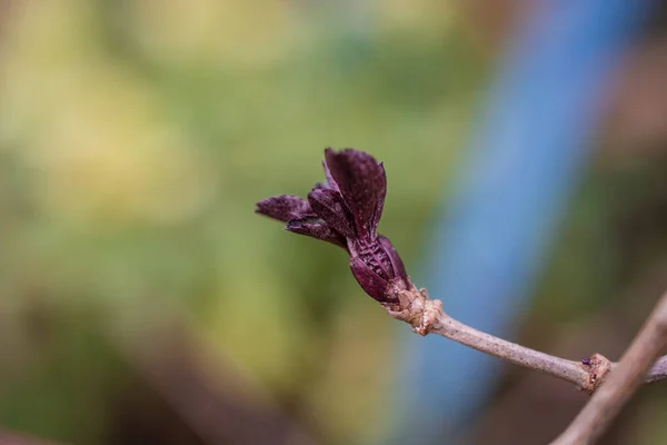 Tender Lente Natuur Het Park Eerste Groene Bladeren Boomtakje — Stockfoto