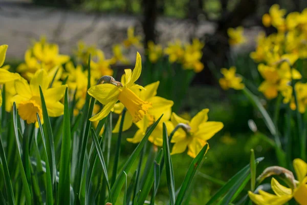 Hermosos Narcisos Frescos Primavera Primavera —  Fotos de Stock