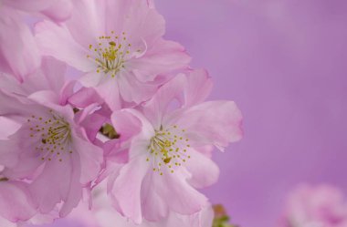 Pembe arka planda kopyalanmış bahar kiraz çiçekleri