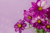Картина, постер, плакат, фотообои "cosmos flower isolated on a textured purple background", артикул 521451852