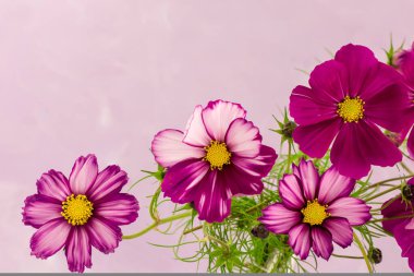 Kozmos çiçeği desenli mor bir arka planda izole edilmiş.