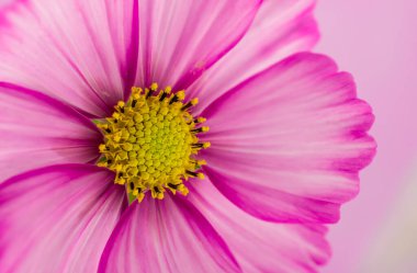 Kozmos çiçeği desenli mor bir arka planda izole edilmiş.