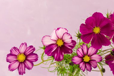 Kozmos çiçeği desenli mor bir arka planda izole edilmiş.