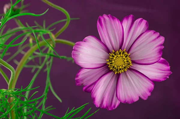 Flor Del Cosmos Aislada Sobre Fondo Púrpura Texturizado — Foto de Stock