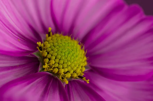 Flor Del Cosmos Aislada Sobre Fondo Púrpura Texturizado —  Fotos de Stock
