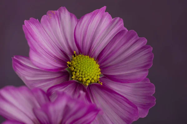 Cosmos Fleur Isolée Sur Fond Violet Texturé — Photo