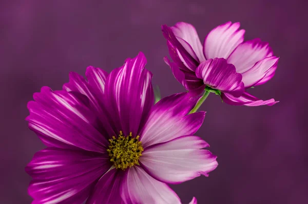 Цветок Космоса Выделенный Текстурированном Фиолетовом Фоне — стоковое фото