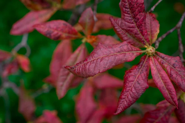 Kleur Natuur Achtergrond Van Rode Bladeren — Stockfoto