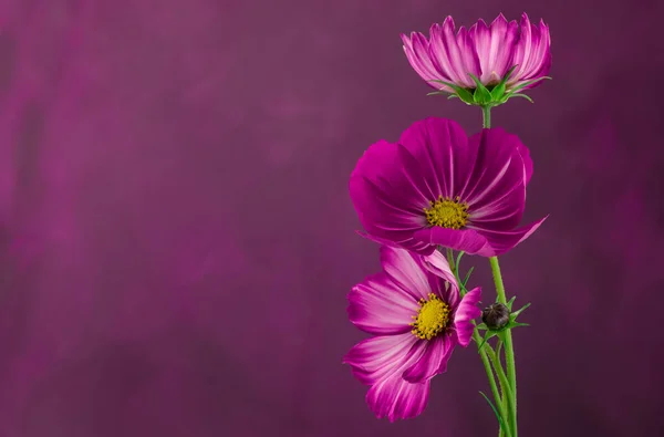 Цветок Космоса Выделенный Текстурированном Фиолетовом Фоне — стоковое фото