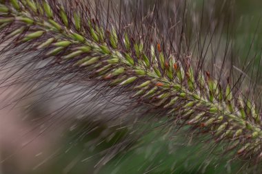 Bahçede tilki kuyruklu arpa hordeum jubatum 