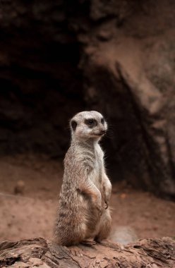 Köfte suratlı düşünceli yaratık yakından düşünüyor.