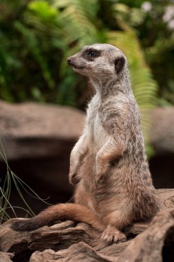 Köfte suratlı düşünceli yaratık yakından düşünüyor.