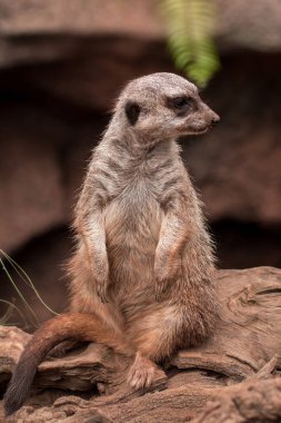 Köfte suratlı düşünceli yaratık yakından düşünüyor.