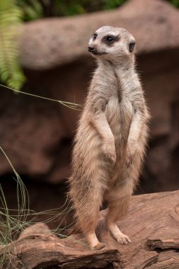 Köfte suratlı düşünceli yaratık yakından düşünüyor.
