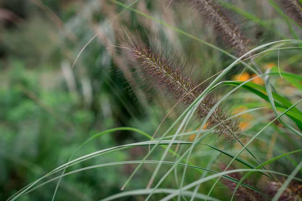 Spikes Foxtail Barley Hordeum Jubatum Garden — Stock Photo, Image