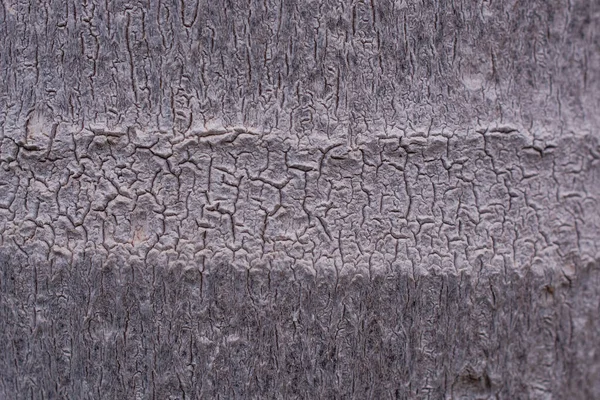 Natürliche Palmenholz Textur Hintergrund — Stockfoto