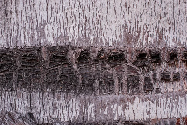 Φυσικό Ξύλο Φοινικόδεντρου Υφή Φόντο — Φωτογραφία Αρχείου