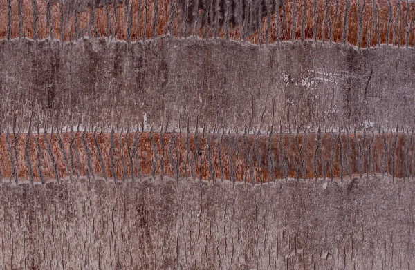 Palma Naturale Legno Texture Sfondo — Foto Stock
