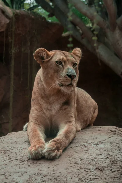 Lion Lady Loro Parque Tenerife — Stock Photo, Image