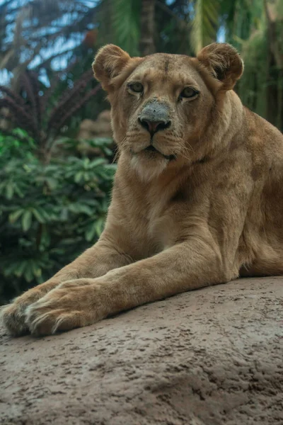 Lion Lady Loro Parque Tenerife — Stock Photo, Image