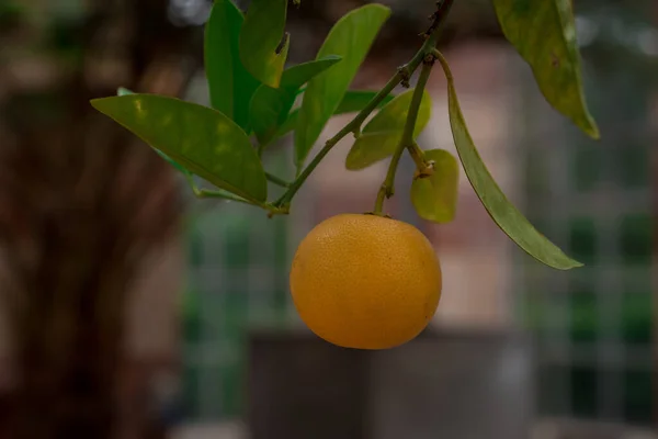 Fruta Laranja Árvore Antes Colheita Jardim Reino Unido — Fotografia de Stock